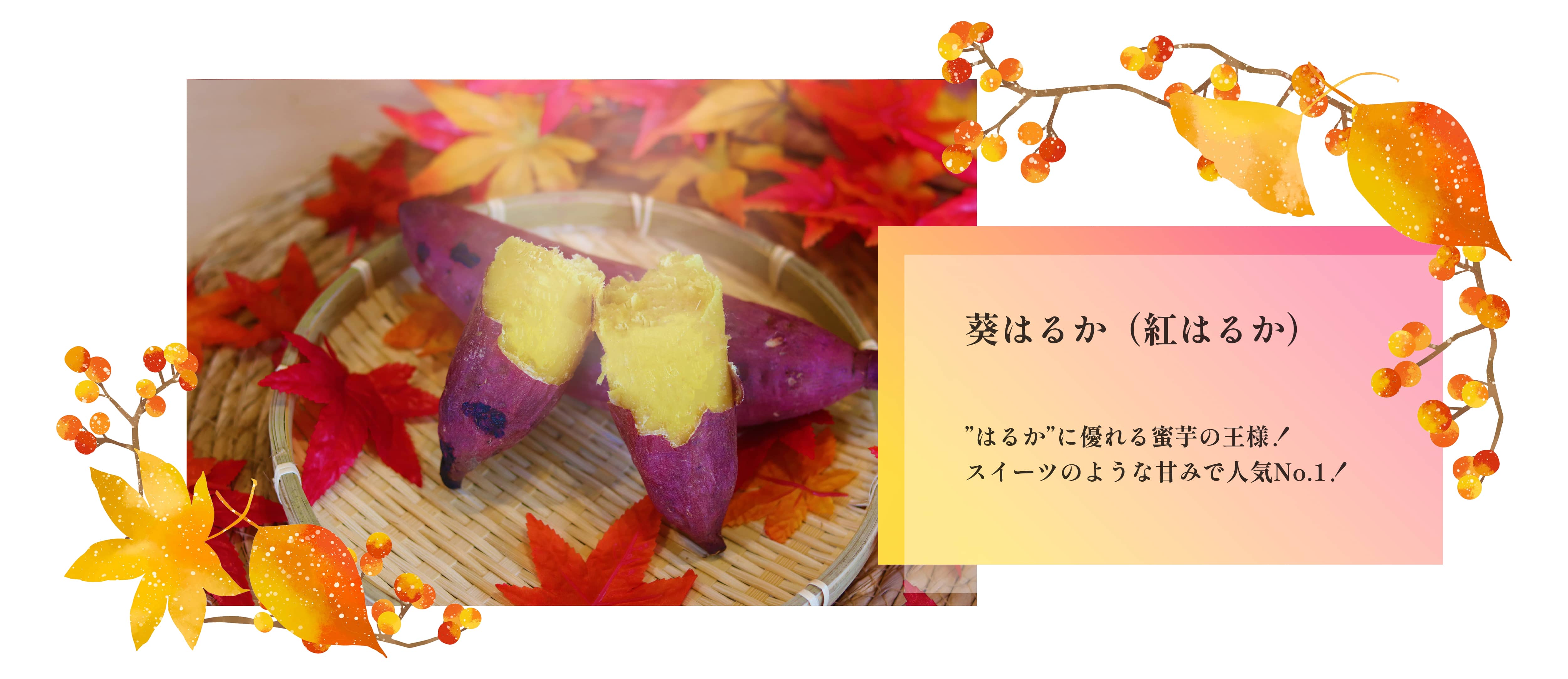 新芋紅はるか