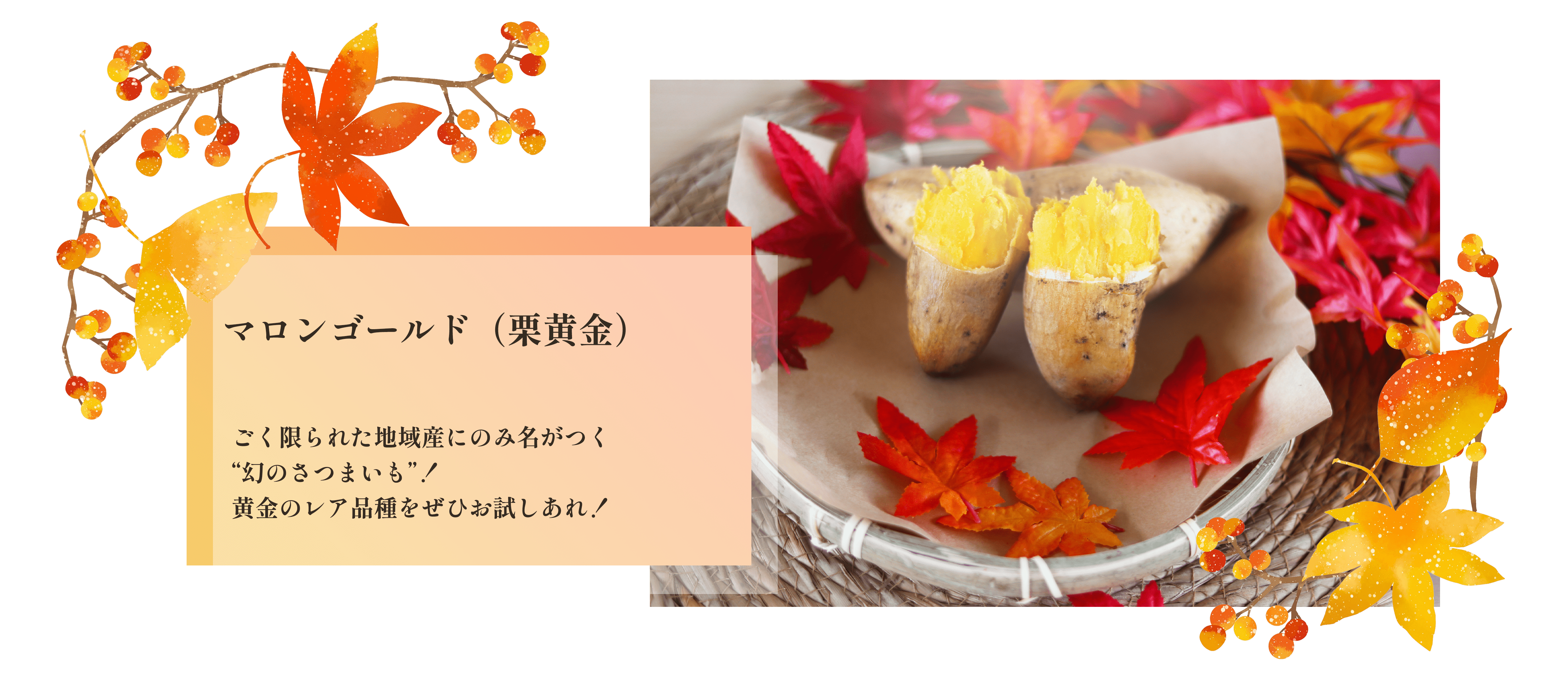新芋　サツマイモ　おすすめ　芋　41 新芋解禁特設ページ