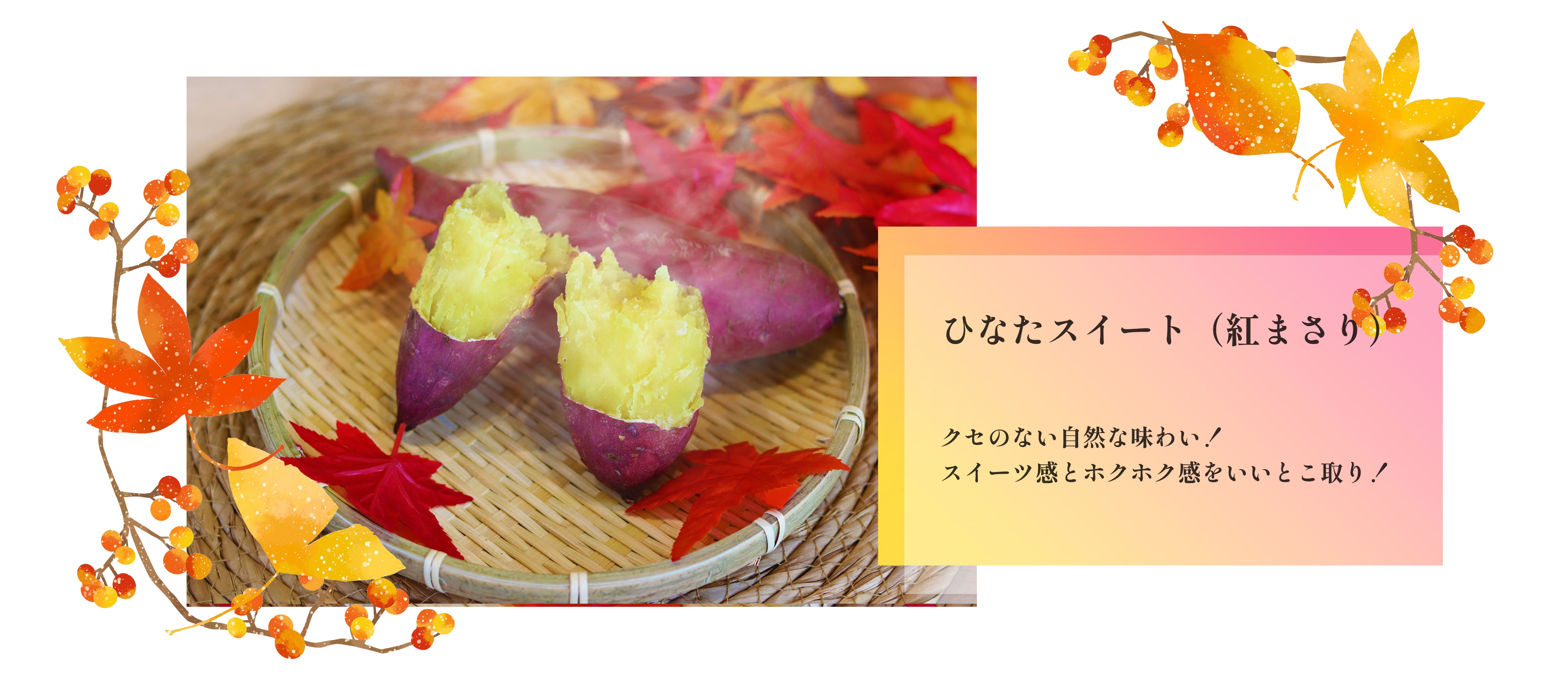 新芋紅まさり