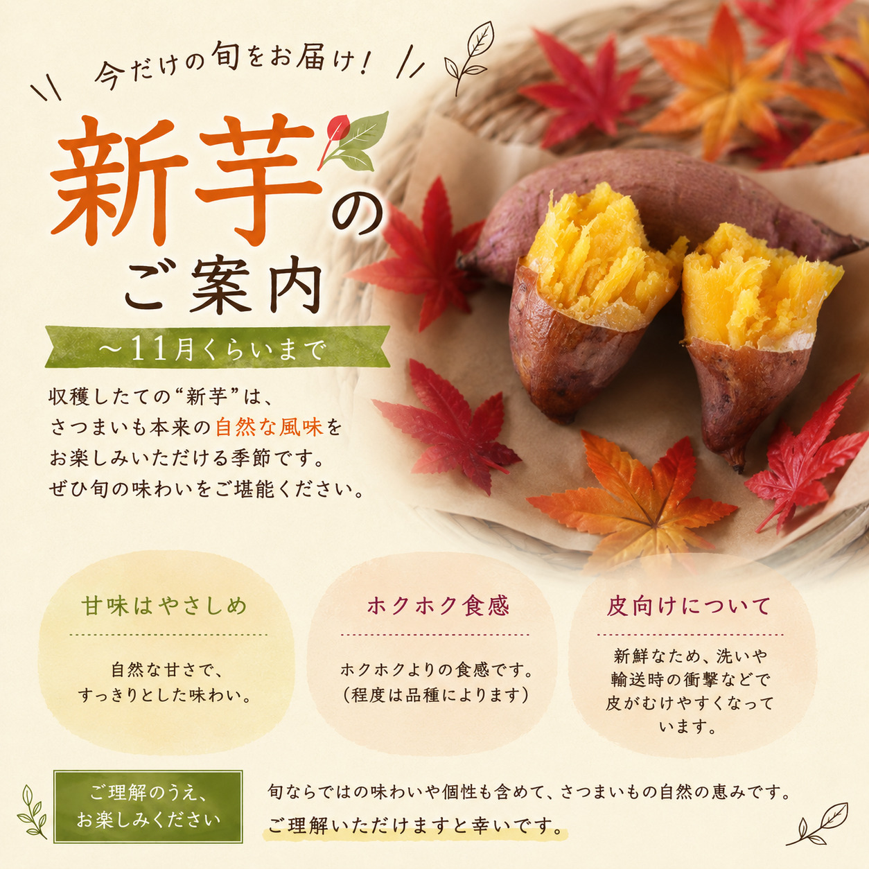 【洗い】葵はるか〈中サイズ〉画像5