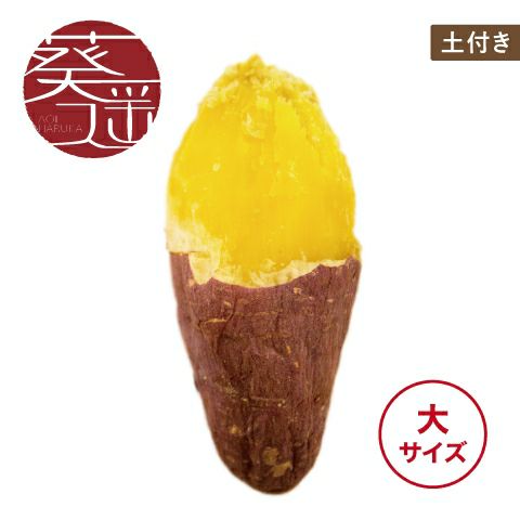 【土付き】葵はるか〈大サイズ〉画像1