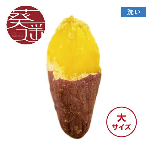 【洗い】葵はるか〈大サイズ〉　画像1