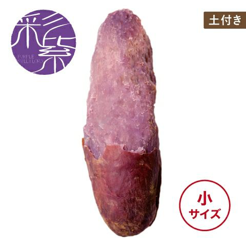 【土付き】イロドリムラサキ〈小サイズ〉画像1
