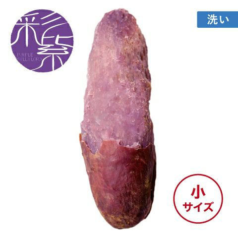 【洗い】イロドリムラサキ〈小サイズ〉画像1