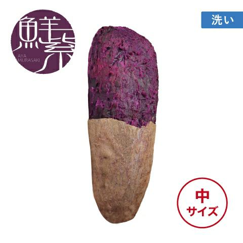 【洗い】アヤムラサキ〈中サイズ〉　画像1