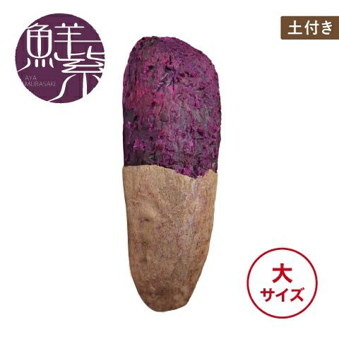 【土付き】アヤムラサキ〈大サイズ〉 画像1